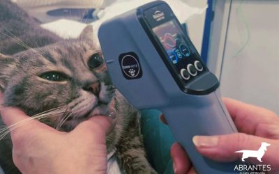 Presión Intraocular (PIO) en perros y gatos: por qué es tan importante medirla