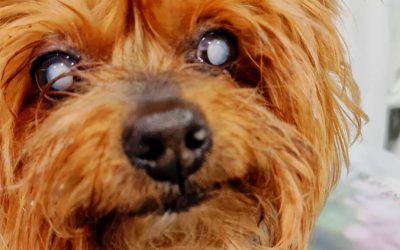Ceguera súbita en perros: causas, síntomas y qué hacer urgentemente