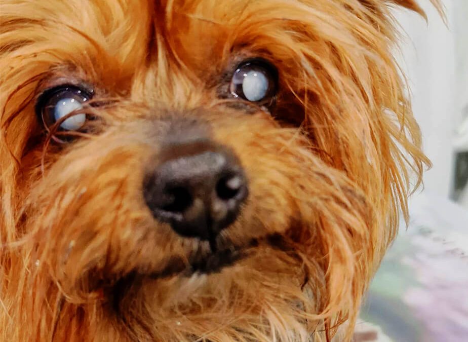 Perro Ciego