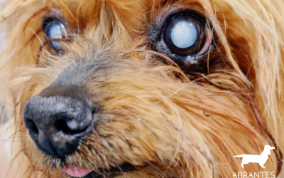 Ceguera súbita en perros: causas, síntomas y qué hacer urgentemente