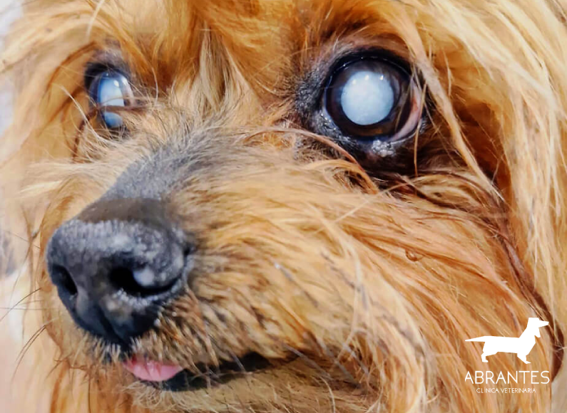 Ceguera súbita en perros: causas, síntomas y qué hacer urgentemente