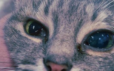 Ceguera súbita en gatos: causas más comunes y qué hacer urgentemente
