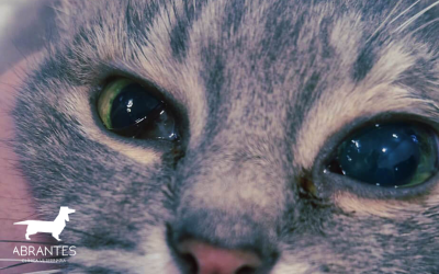 Ceguera súbita en gatos: causas más comunes y qué hacer urgentemente