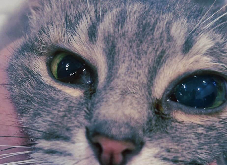 ceguera súbita gatos