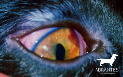 Relación entre uveítis y presión intraocular