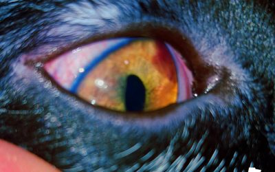 Relación entre uveítis y presión intraocular