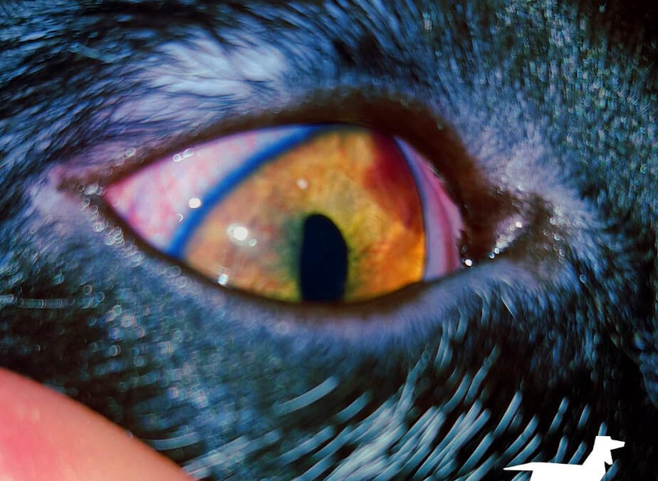 Relación entre uveítis y presión intraocular